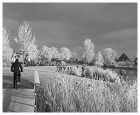 Zwart/wit Winterplaatje met rijp op de bomen