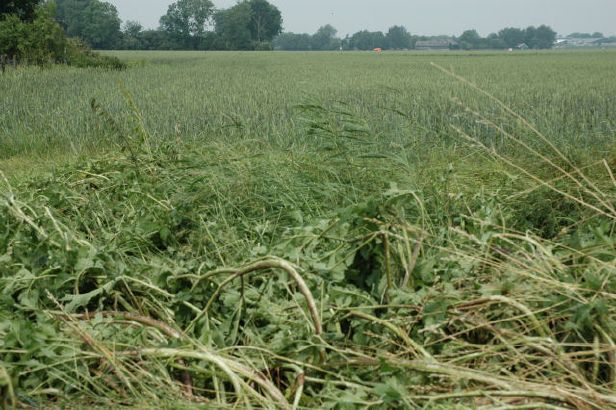 platgeslagen bermbegroeiing