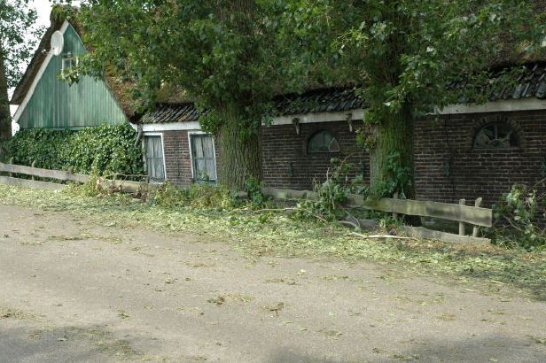 afgerukte takken en blderen
