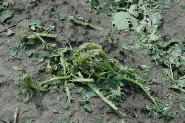 aardappelplant