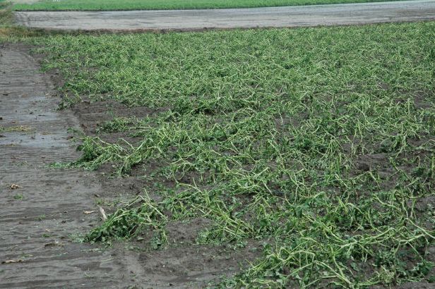 platgeslagen aardappelveld